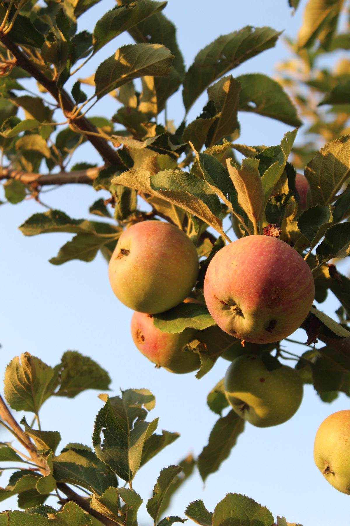 Opbevaringstips til friske sunrise æbler